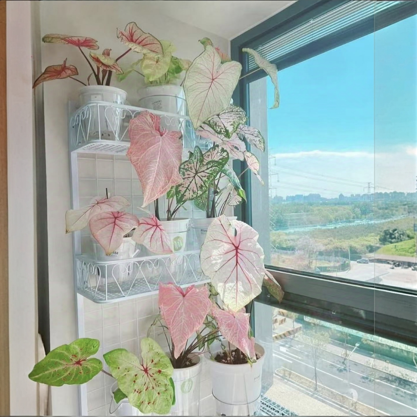 进口彩叶芋种球白色恋人圣诞彩叶芋观叶盆栽绿植室内外观赏可爱