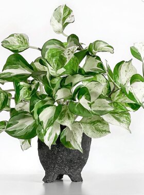 荷兰原快乐叶子锦叶油画绿萝大理石皇后观叶植物室内净化空气盆栽