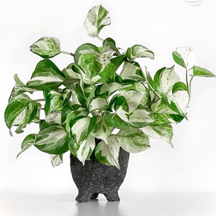 荷兰原快乐叶子锦叶油画绿萝大理石皇后观叶植物室内净化空气盆栽