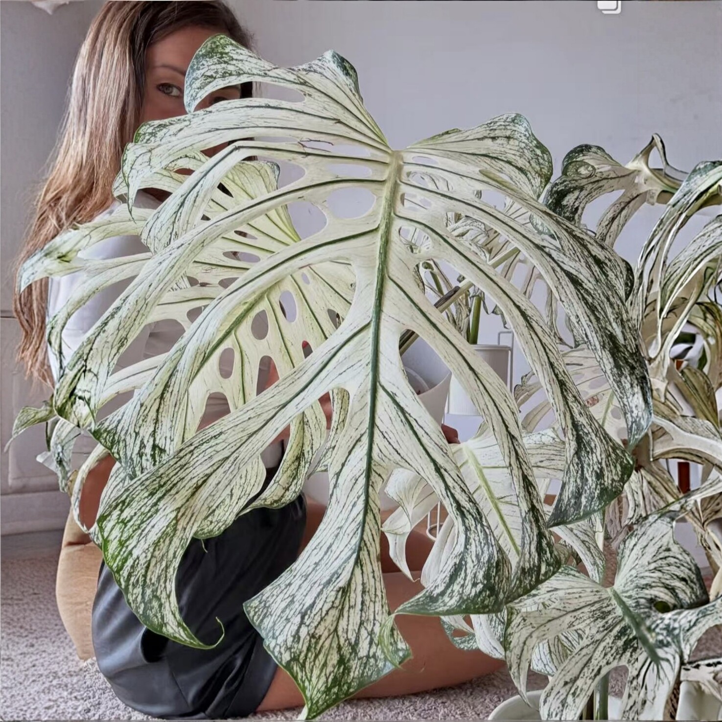 薄荷芯片龟背竹Monstra Devil Monster锦恶魔芯片室内观叶绿植