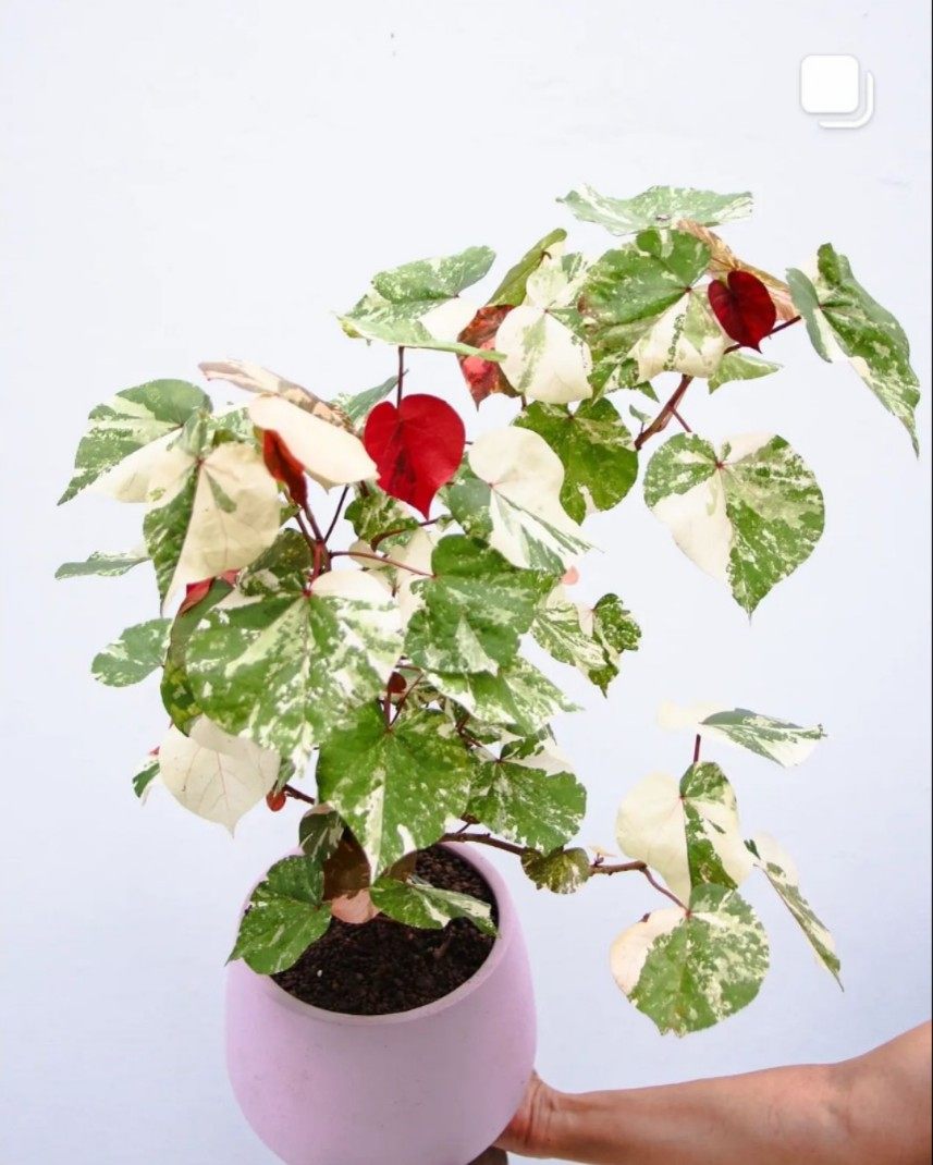 花叶黄瑾斑叶黄瑾红桑hibiscus tiliaceus tricolor稀有绿植盆栽
