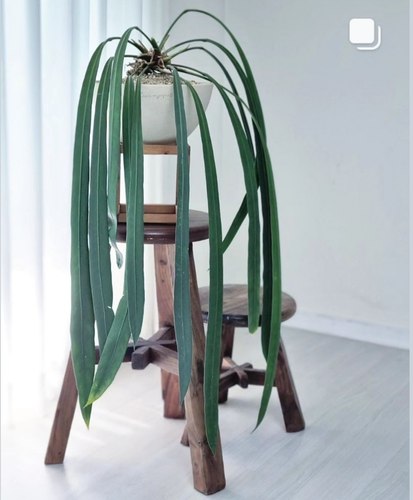 银脉丝绸维塔领带花烛海芋蔓绿绒 室内垂吊悬挂绿植盆栽观叶植物