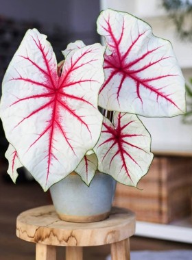 夏日微风南风魅力粉云粉色泡泡稀彩叶芋红色蔓延植物盆栽粉色飞溅