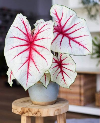 夏日微风南风魅力粉云粉色泡泡稀彩叶芋红色蔓延植物盆栽粉色飞溅