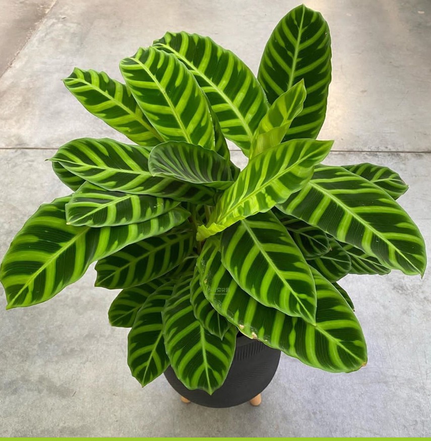 天鹅绒竹芋绒叶晓竹芋斑马绒叶桌面观叶盆栽ins风绿植花卉吸甲醛