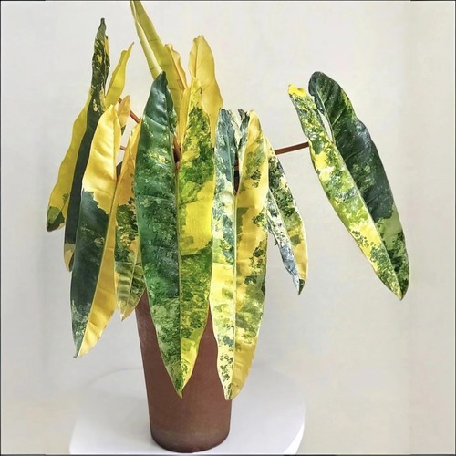 橙柄锦焦糖大理石蔓绿绒鹰嘴锦印第安羽毛锦黑锦明脉锦春绿植盆栽