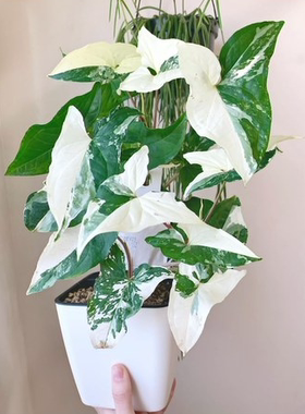 进口白锦合果芋Syngonium Podophyllum Variegated热带植物