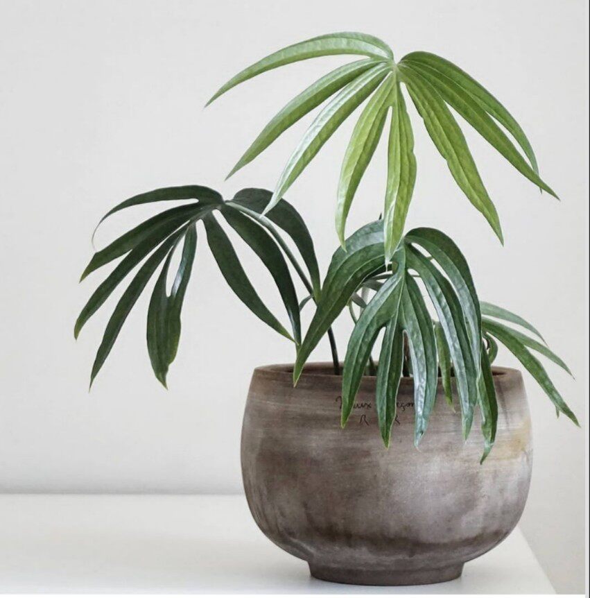 鸡爪蔓绿绒齐氏雷公莲amydrium zippelianum室内观叶盆栽植物好养