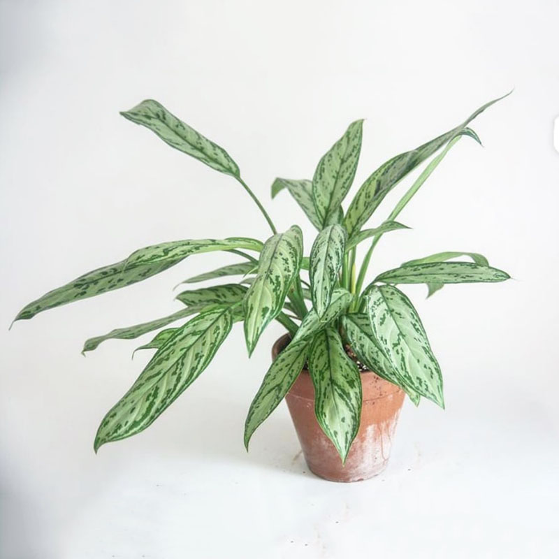 银皇后万年青这个杀手不太冷绿植