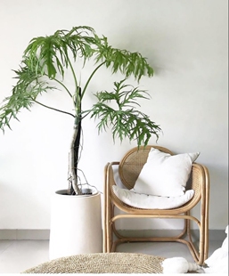 瓦萨维奇撕裂蔓绿绒绿色稀有物种春羽天南星科室内原种进口热植