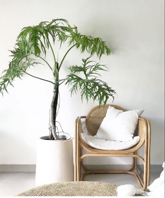 瓦萨维奇撕裂蔓绿绒绿色稀有物种春羽天南星科室内原种进口热植