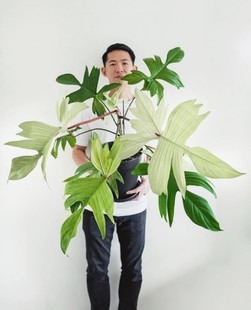 佛罗里达幽灵飞机蔓绿绒Floridaghost美人锦进口室内观叶绿植盆栽