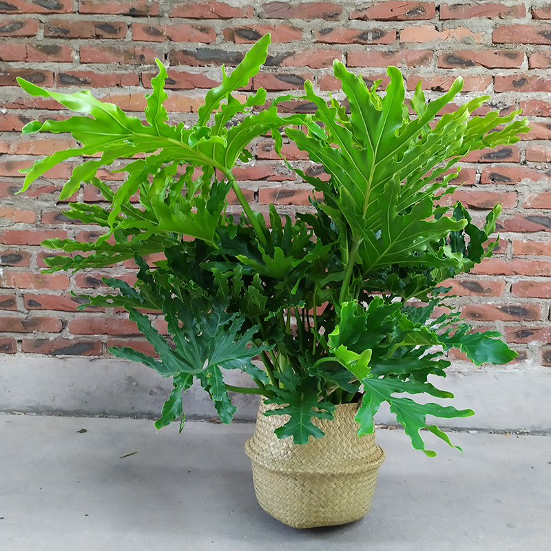 春羽绿植春雨龙鳞杆大型绿植盆栽室内水培绿植观叶植物好养活