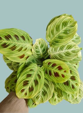 金边丝叶蝉竹芋金脉MarantaFantasy白脉叶蝉竹芋荷兰进口室内喜阴