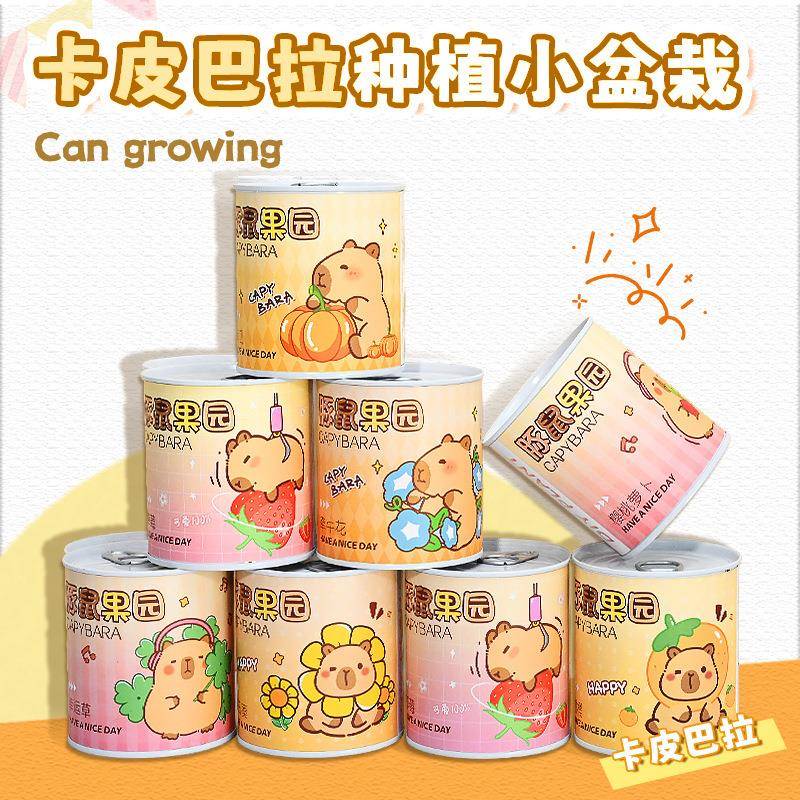 卡皮巴拉种植易拉罐儿童礼物桌面摆件观察花卉水果生长植物盆栽