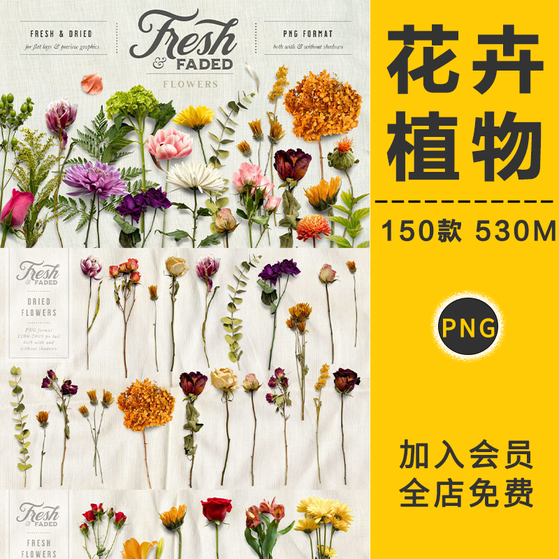 复古花卉植物花店玫瑰康乃馨雏菊鲜花干花PNG免抠图片PS设计素材