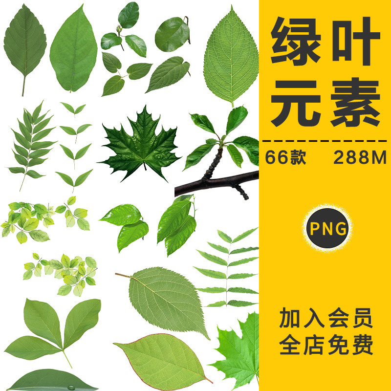 绿色植物薄荷龟背叶子绿叶飘叶高清海报设计装饰png免抠图元素材