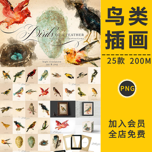饰印刷设计背景PNG免抠图PS素材 手绘水彩鸟类鸟蛋羽毛动物插画装