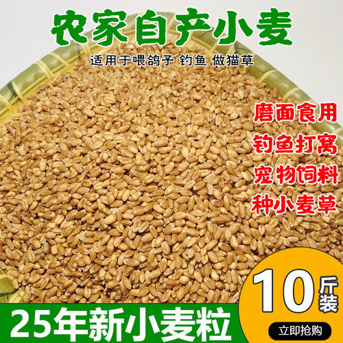 当季新小麦粒麦种鸟粮饲料10斤