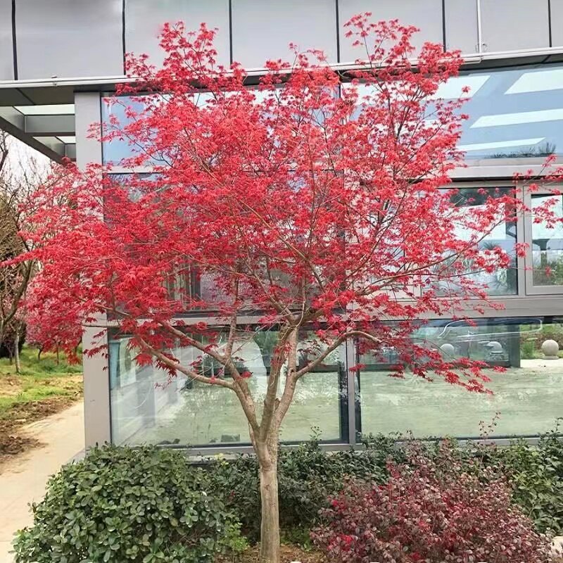 红枫树苗日本红枫红舞姬中国红三季红庭院别墅道路绿化四季红枫苗