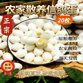 顺丰 20枚农家新鲜土鸽信鸽蛋农家散养五谷杂粮鸽子蛋灰鸽蛋 包邮