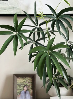 花与花器 夏威夷鹅掌柴 细叶伞 鸭脚木ins风室内外耐阴绿植物盆栽