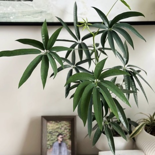 花與花器 鴨腳木ins風室內(nèi)外耐陰綠植物盆栽 細葉傘 夏威夷鵝掌柴