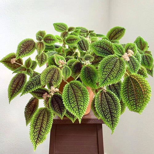 花与花器冷水花室内喜阴绿植