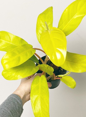 花与花器 金锄蔓绿绒ins北欧风室内阳台观叶荧光柠檬色绿植物盆栽
