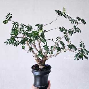 花与花器 沙漠苏木 老桩块根种子苗盆栽造型树形绿植室内阳台盆景