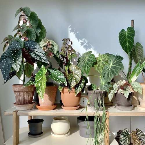 秋海棠合集鳟鱼白冰室内耐阴包邮