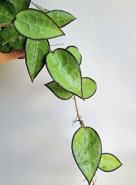花与花器 黑缘寄生球兰 Hoya Verticillata Black Margin盆栽绿植