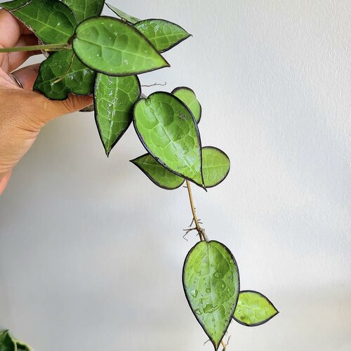 花与花器黑缘寄生球兰盆栽绿植