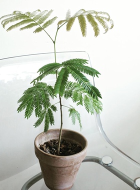 花与花器 密叶猴耳环 小豆树 进口籽播苗 室内外观叶绿植物盆栽