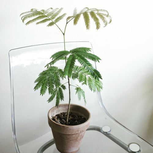 花与花器密叶猴耳环籽播苗盆栽