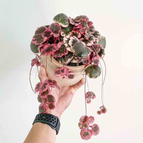 花与花器日本山野草御所车七变化