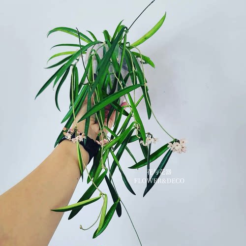 花与花器 牧羊人球兰 Hoya Shepherdii舍费尔德球兰 室内垂吊盆栽