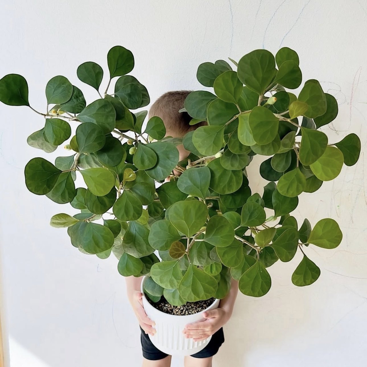 花与花器 黄金扇榕 小盼菩提 金钱榕 禅意室内阳台绿植物盆栽花卉,鲜花速递/花卉仿真/绿植园艺,绿植,淘宝优惠券,粉丝福利购,淘宝优惠卷