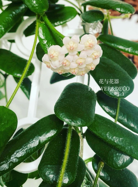 花与花器 小方叶球兰 室内阳台垂吊爬藤浓香型勤花型球兰好养可爱