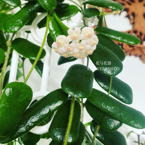 花与花器 小方叶球兰 室内阳台垂吊爬藤浓香型勤花型球兰好养可爱