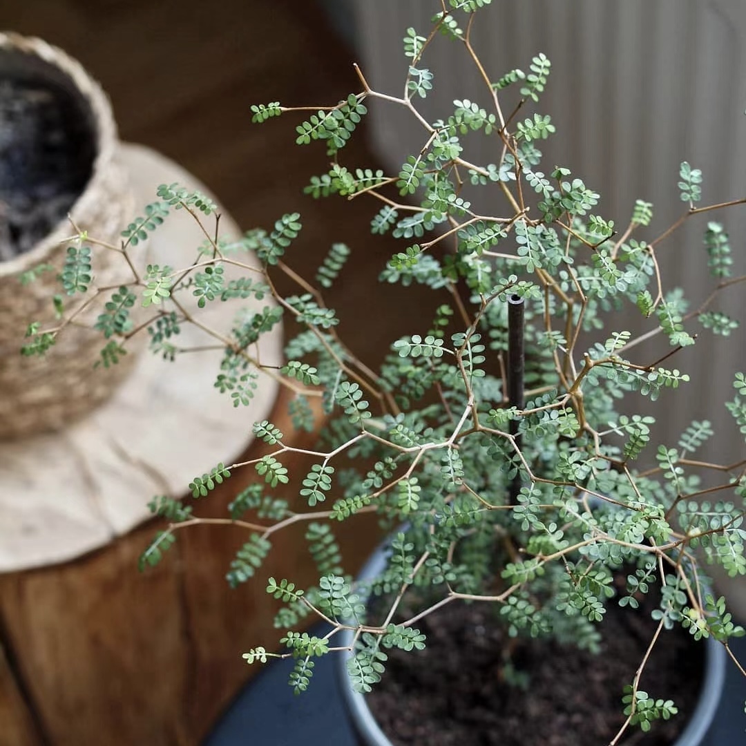 花与花器童话树盆栽新西兰灌木