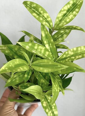 花与花器 星点木 星光油点木 星斑木 室内外耐阴耐寒绿植盆栽好养