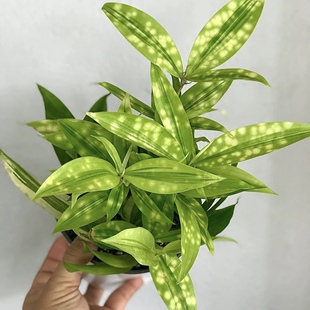 花与花器 星点木 星光油点木 星斑木 室内外耐阴耐寒绿植盆栽好养