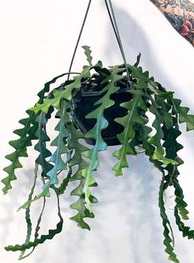 花与花器 鱼骨令箭昙花Disocactusanguliger室内垂吊兰绿植物盆栽