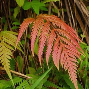 花与花器 胎生狗脊蕨 耐寒常绿耐阴庭院植物大型蕨类耐阴生绿植物
