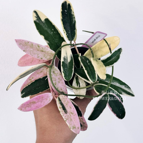 花与花器 香花外锦球兰 Hoya lyi prism室内垂吊爬藤开花绿植盆栽