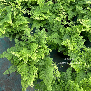 花与花器 飞雪银币柔情凤舞迷雾森林铁线蕨绿植盆栽 德国人铁线蕨