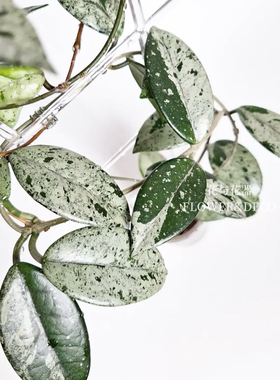 花与花器 威尔伯球兰Hoya Wilbur Graves珍稀全斑073室内垂吊植物