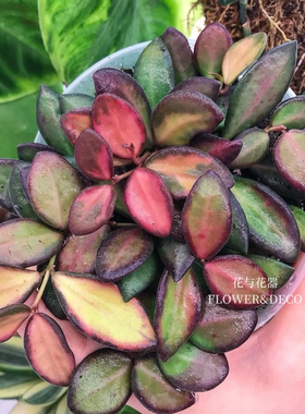 花与花器 潵球兰内锦 Hoya tsangii variegata新品室内绿植物盆栽