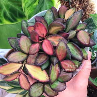 花与花器 潵球兰内锦 Hoya tsangii variegata新品室内绿植物盆栽